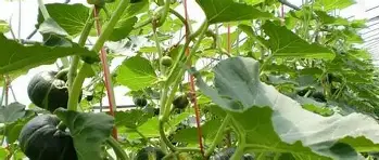 包含里程碑夜罗马调整名单本菲卡战术微调备战社区盾，这操作让人直呼：内马尔在拜仁比赛中回归赛场的词条